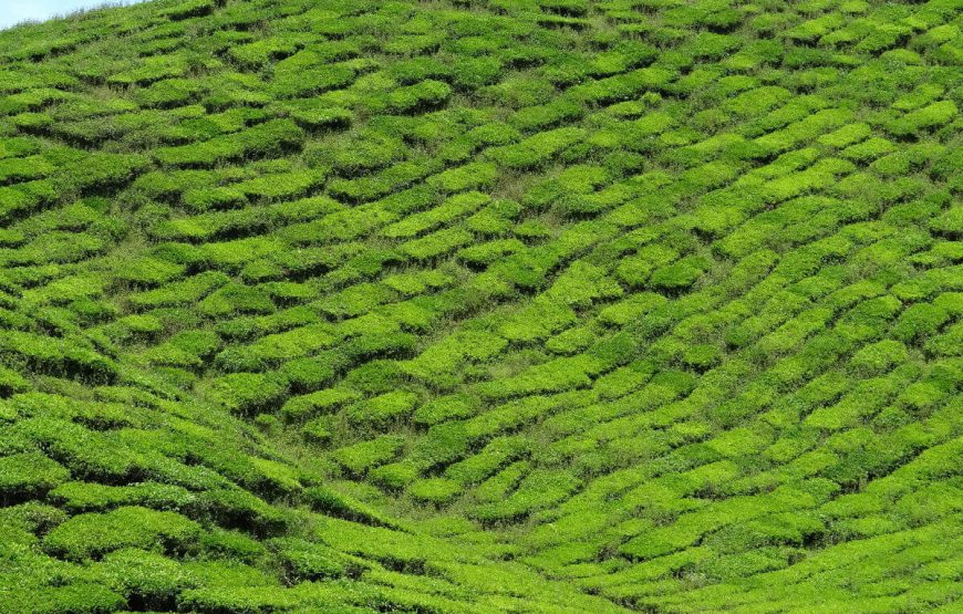 Cameron Highlands and Pangkor Island
