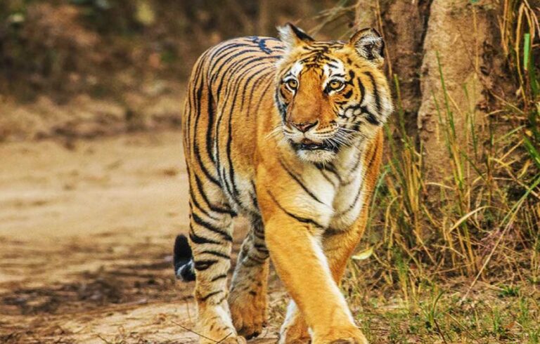 Fantastic Haridwar with Mussoorie Package