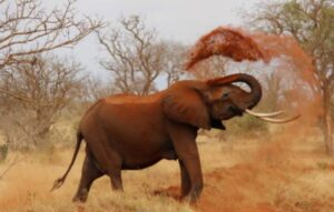 Mid-Luxury Kenyan Safari: From Masai Mara to Lake Nakuru