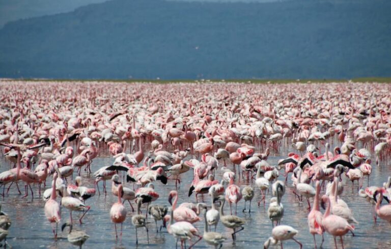 Wildebeest Migration Tour Package: A Kenyan Safari Adventure