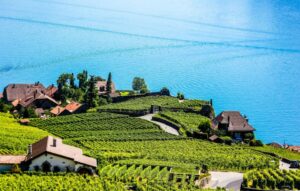 Serene Swiss