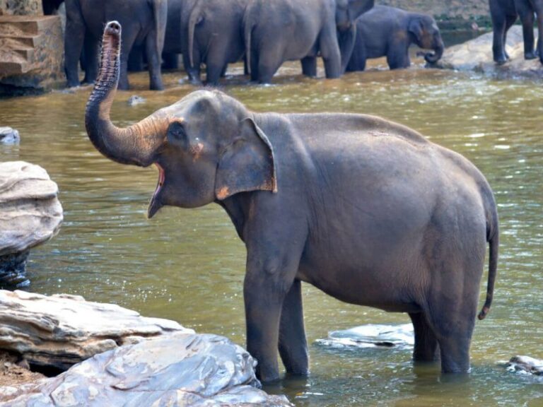 Tropical Colombo Trip Package